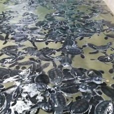 lots and lots of baby turtles