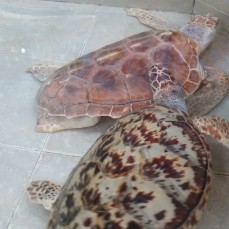 different turtle species